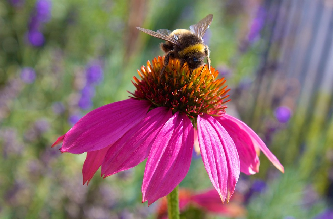 Echinacea