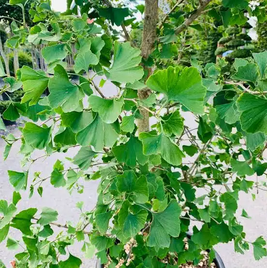 Ginkgo