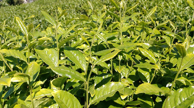 Tea Tree Oil